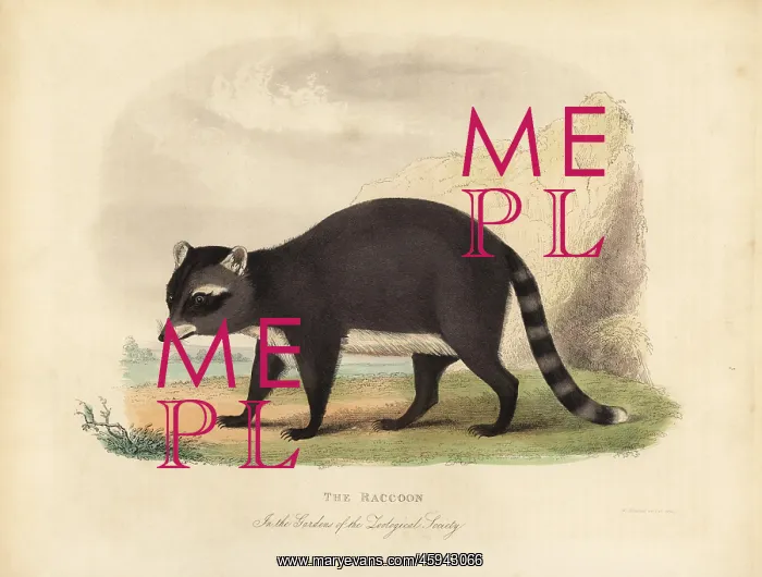 : The Raccoon, Procyon lotor : The Raccoon, Procyon lotor