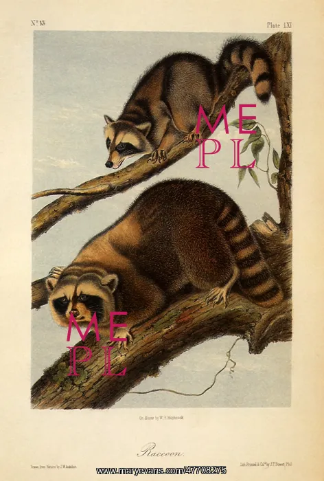 : Raccoon, Procyon lotor