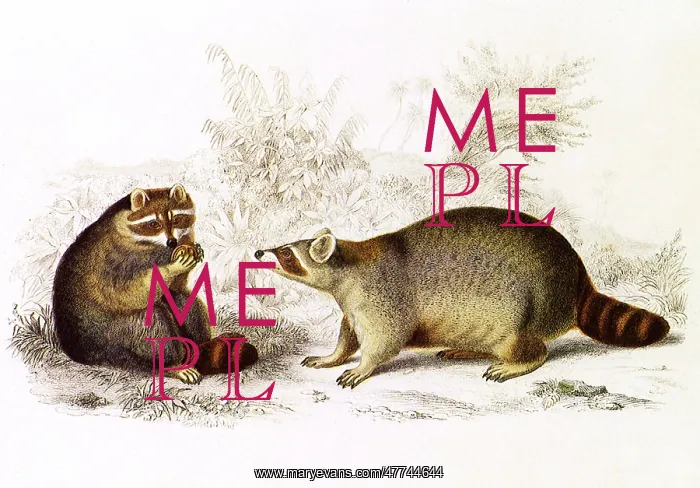  : Raccoon (Procyon lotor)