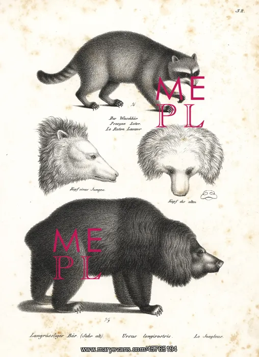 : Raccoon and sloth bear : Raccoon and sloth bear