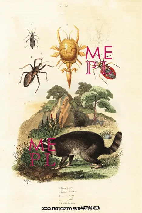 : Raccoon and ticks : Raccoon and ticks