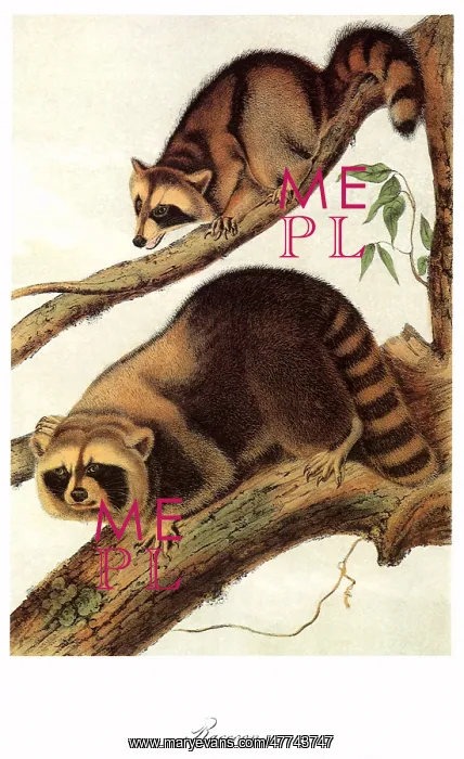  : Two Raccoons