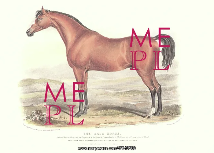 : Race Horse : Race Horse