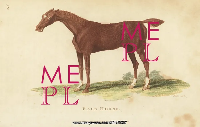 : Race horse, Equus ferus caballus : Race horse, Equus ferus caballus