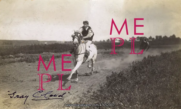 : Racehorse, Gray Cloud, Alberta, Canada : Racehorse, Gray Cloud, Alberta, Canada