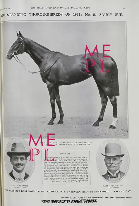 : Racehorse Saucy Sue : Racehorse Saucy Sue