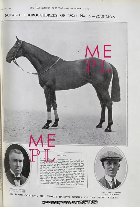 : Racehorse Scullion : Racehorse Scullion