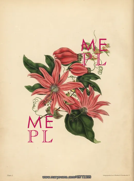 : The racemose Passionflower, Religious superstition : The racemose Passionflower, Religious superstition