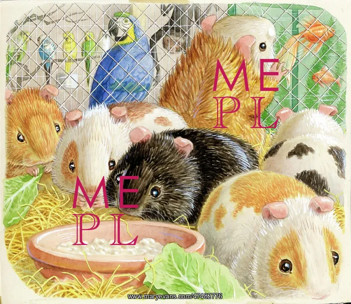  : Racey Helps - Guinea Pig Podge