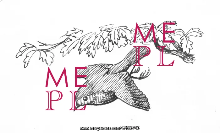  : Racey Helps - Guinea Pig Podge