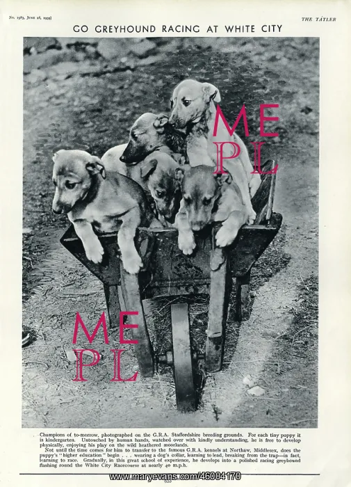 : Racing Greyhound pups in a barrow : Racing Greyhound pups in a barrow