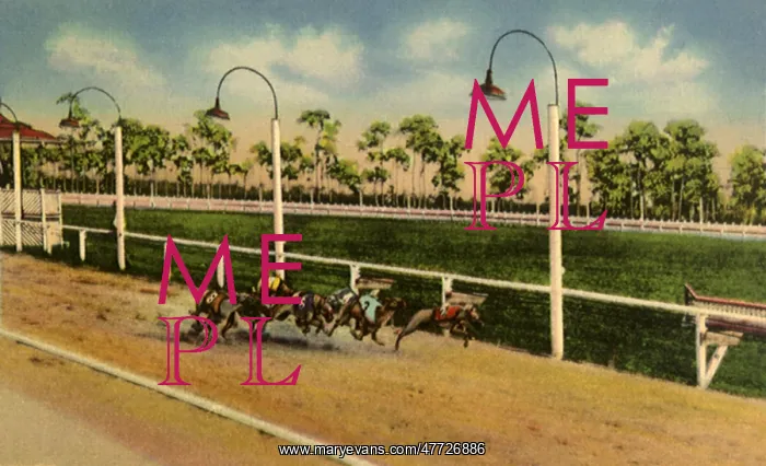  : Racing Greyhounds