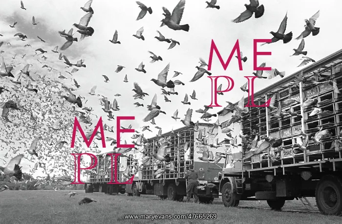 : Racing pigeon release : Racing pigeon release