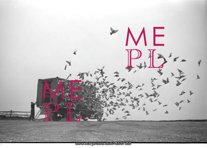 : Racing pigeons released in the early morning : Racing pigeons released in the early morning