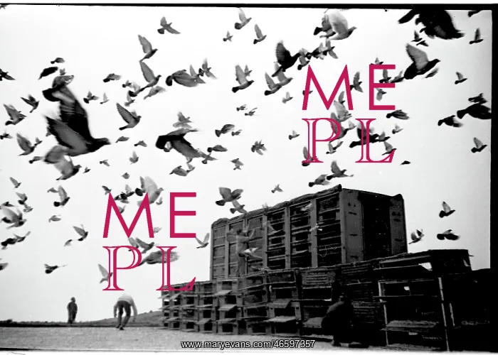 : Racing pigeons released in the early morning : Racing pigeons released in the early morning
