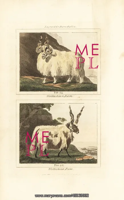 : Racka or Hortobagy Racka rams with spiral horns : Racka or Hortobagy Racka rams with spiral horns