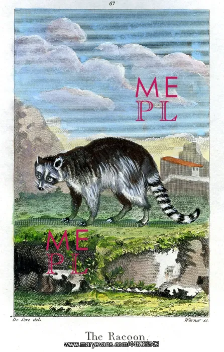  : Racoon