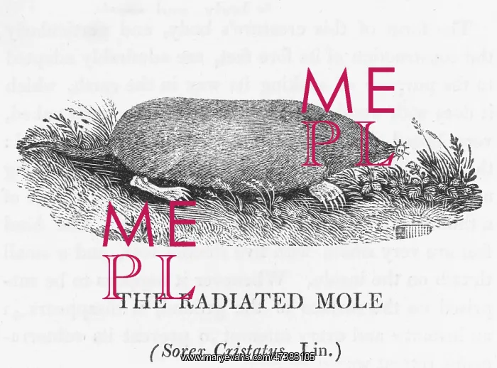 : RADIATED MOLE (BEWICK) : RADIATED MOLE (BEWICK)