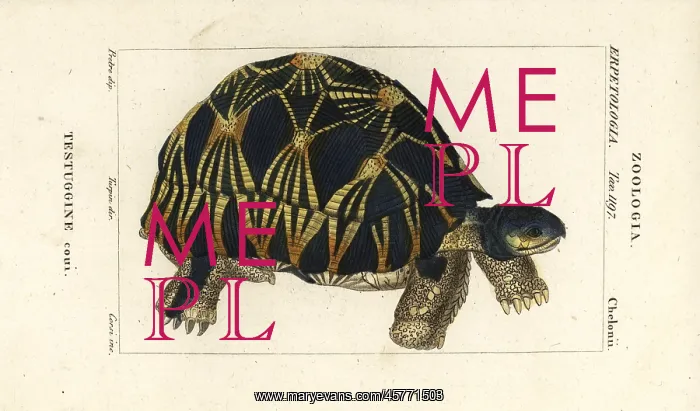 : Radiated tortoise, Astrochelys radiata. Critically : Radiated tortoise, Astrochelys radiata. Critically