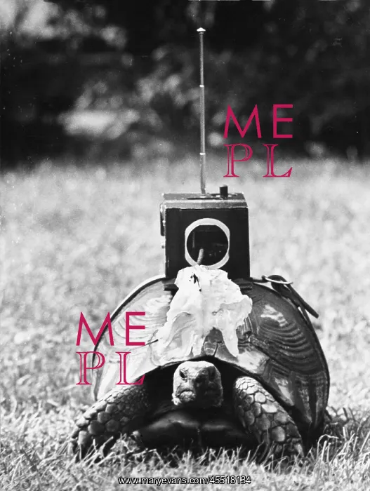 : Radio-controlled tortoise : Radio-controlled tortoise