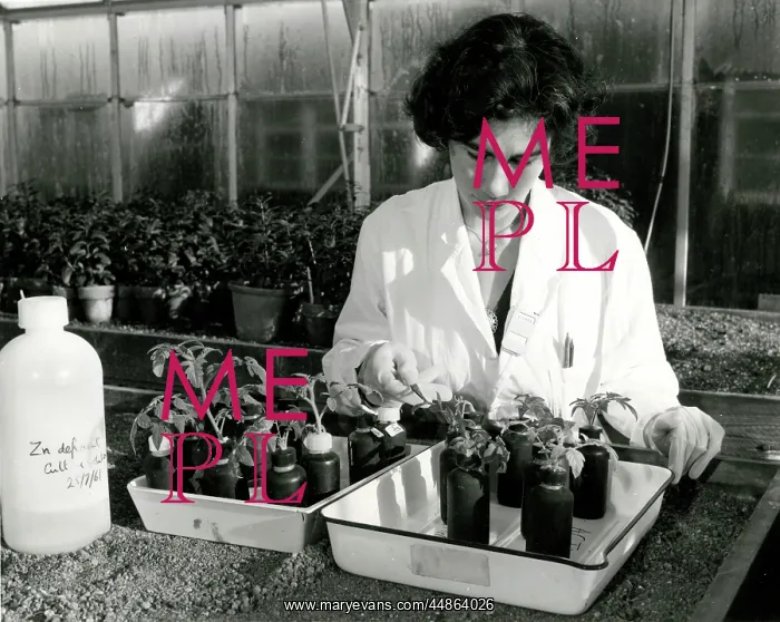 : RADIOACTIVITY / PLANTS 60S : RADIOACTIVITY / PLANTS 60S