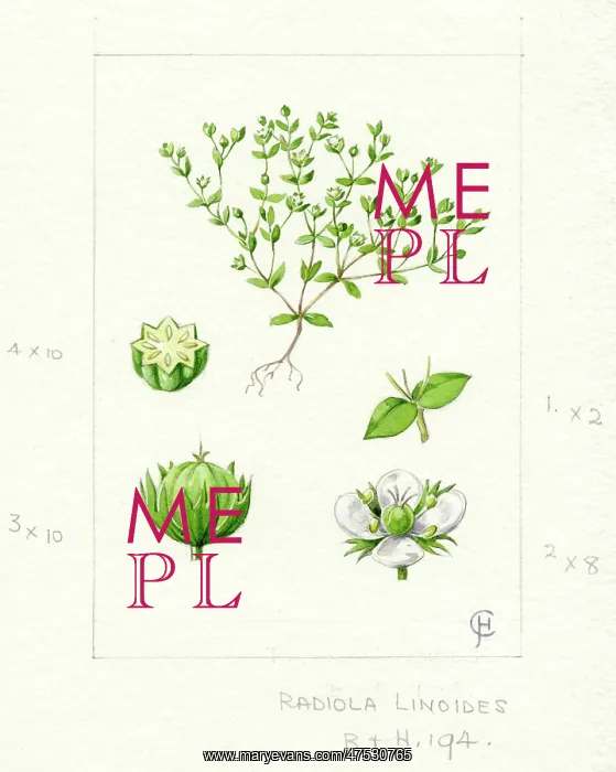 : Radiola linoides - Allseed : Radiola linoides - Allseed