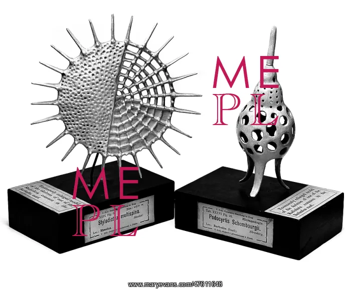 : Radiolaria models : Radiolaria models