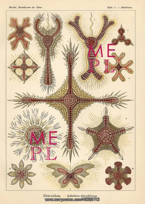 : Radiolaria species : Radiolaria species