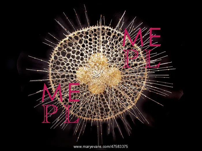 : Radiolarian : Radiolarian