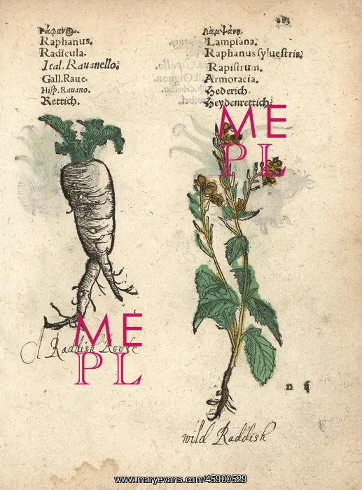 : Radish, Raphanus raphanistrum subsp. sativus : Radish, Raphanus raphanistrum subsp. sativus