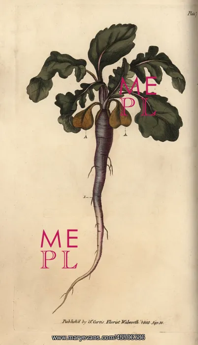 : Radish, Raphanus sativus, root vegetable : Radish, Raphanus sativus, root vegetable