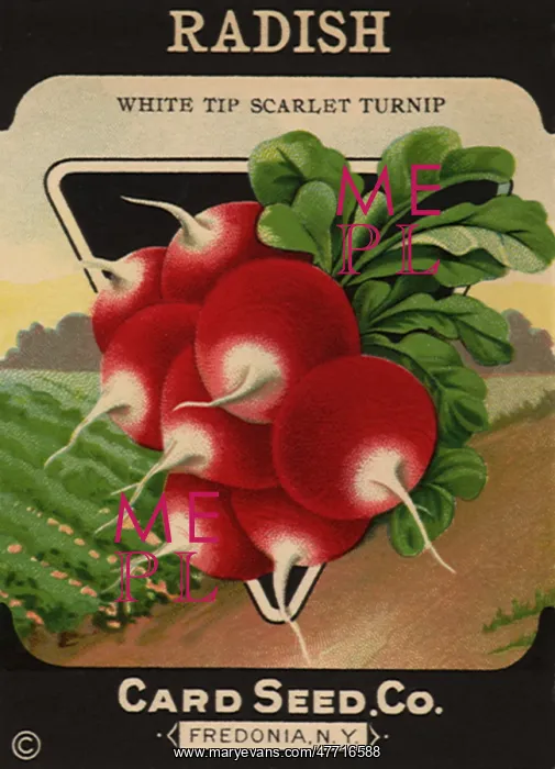  : Radish Seed Packet