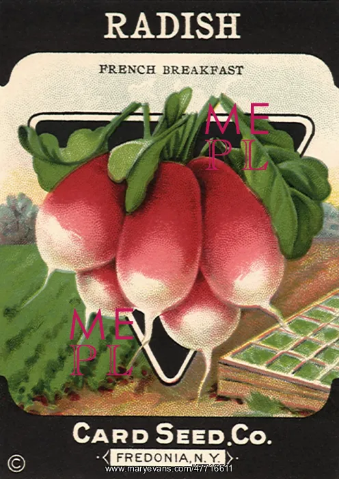  : Radish Seed Packet