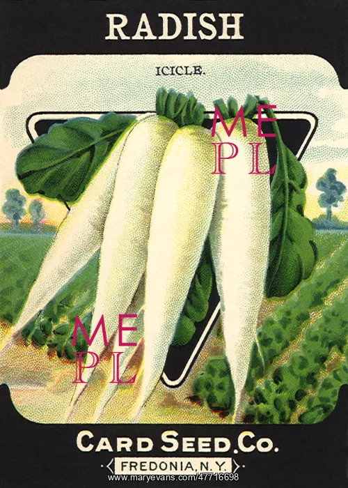  : Radish Seed Packet