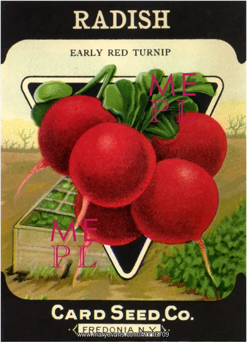  : Radish Seed Packet