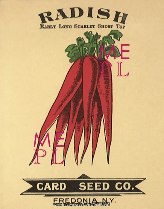  : Radish Seed Packet