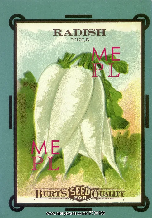  : Radish Seed Packet