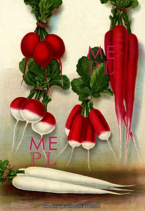  : Five Radish Varieties