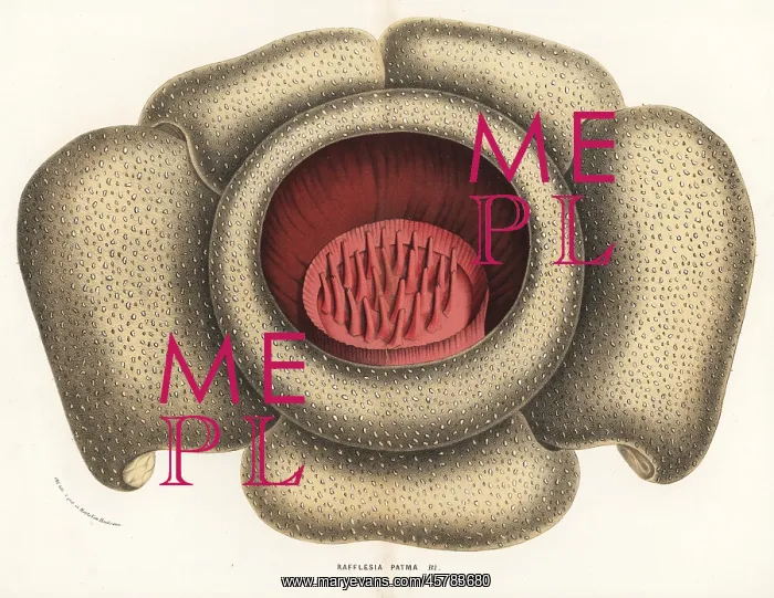 : Rafflesia horsfieldii : Rafflesia horsfieldii