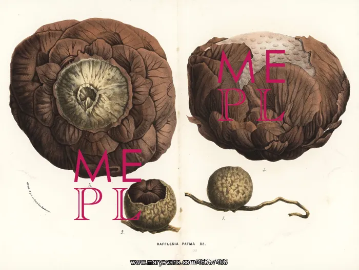 : Rafflesia horsfieldii : Rafflesia horsfieldii