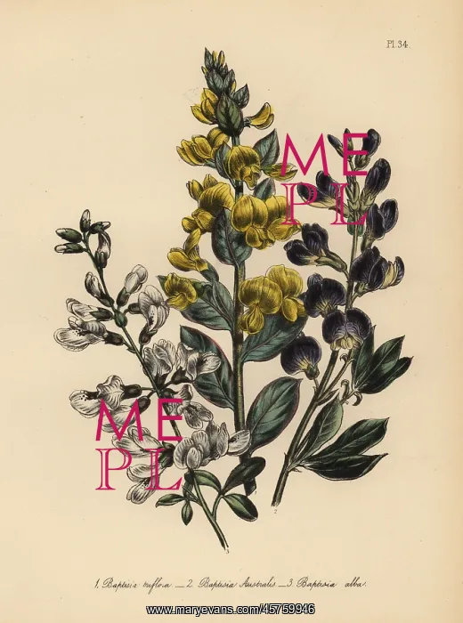 : Rafnia and Baptisia species : Rafnia and Baptisia species