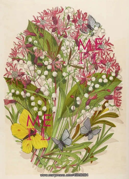 : RAGGED ROBIN & LILY OF V : RAGGED ROBIN & LILY OF V