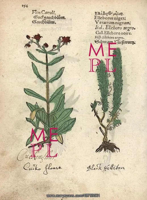 : Ragged Robin, Lychnis flos-cuculi, and black : Ragged Robin, Lychnis flos-cuculi, and black