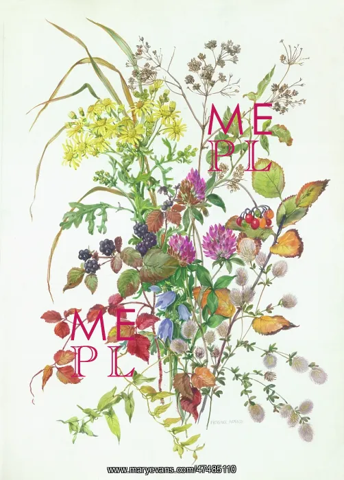  : Ragwort, clover, etc