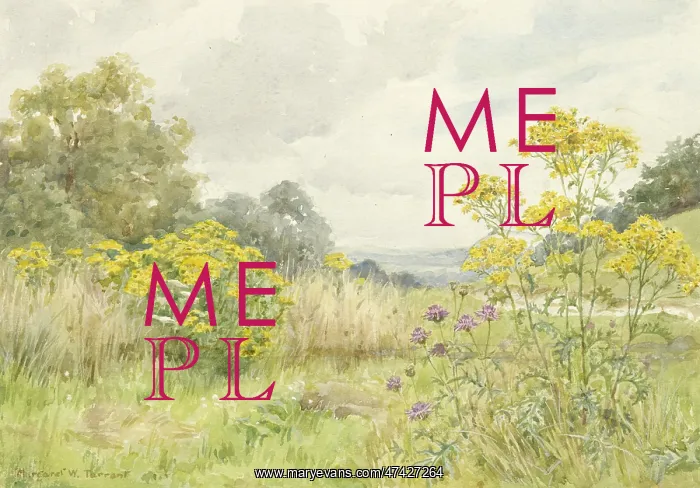  : Ragwort and Greater Knapweed
