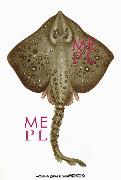 : Raia clavata, or Thornback Ray : Raia clavata, or Thornback Ray