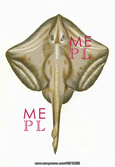 : Raia microcellata, or Painted Ray : Raia microcellata, or Painted Ray