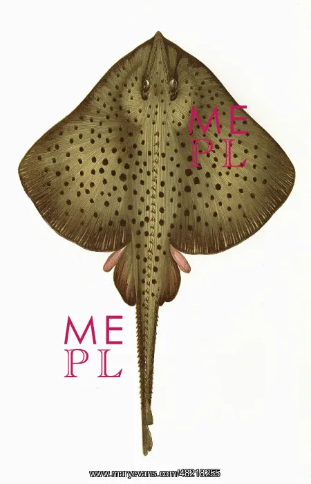 : Raia montagui, or Spotted Homelyn Ray : Raia montagui, or Spotted Homelyn Ray