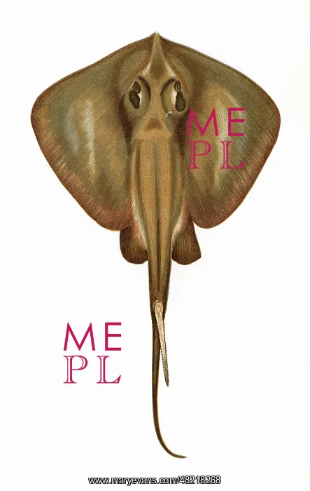 : Raia Pastinaca, or Stingray : Raia Pastinaca, or Stingray