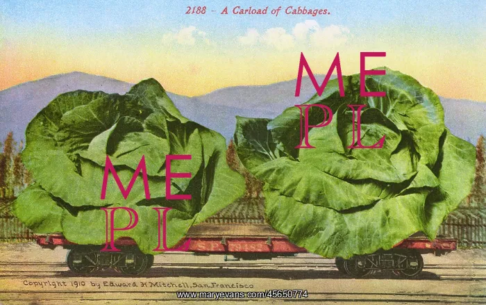 : Rail car transporting giant cabbages : Rail car transporting giant cabbages